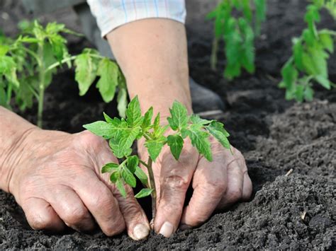 Common Tomato Seedling Diseases: How To Treat Sick Tomato Seedlings