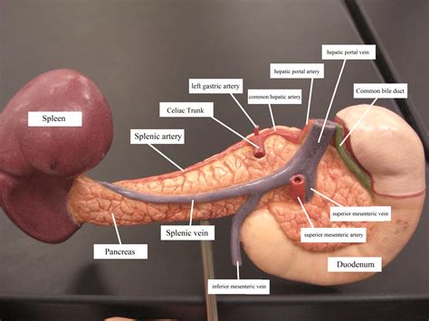Celiac artery | Human digestive system, Celiac artery, Medical anatomy