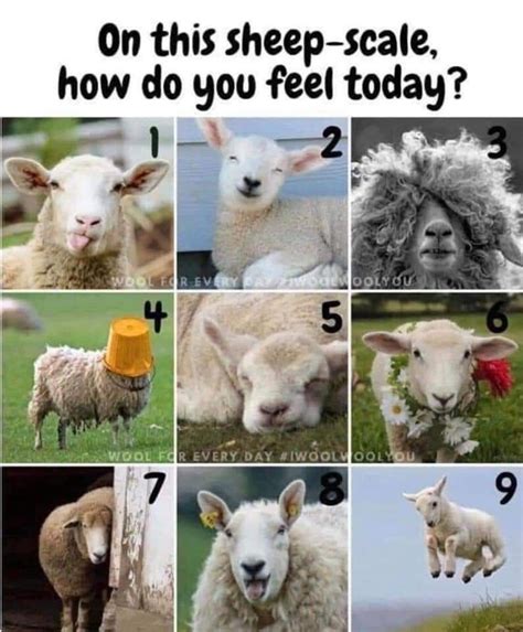 Sheep-scale mood indicator | Preguntas para amigos, Emociones, Clases ...