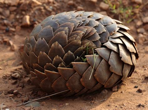 February 18 — World Pangolin Day – Today in Conservation