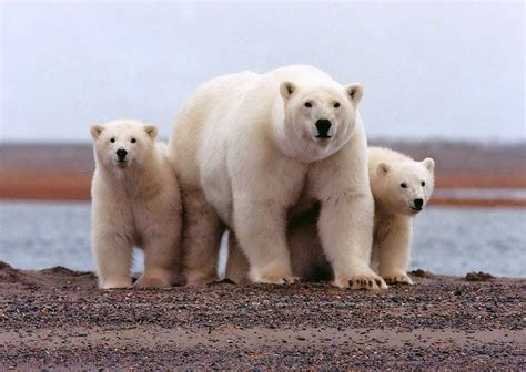 Free picture: polar, bear, female, young, cubs, ursus maritimus