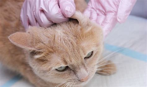 How Do Cats Get Ear Mites? - Symptoms & Treatment