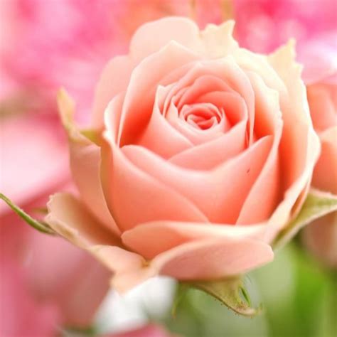 44 best images about Peach Roses on Pinterest | Tall centerpiece ...