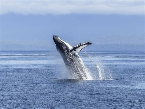 Best Island In Hawaii to visit for Whale Watching