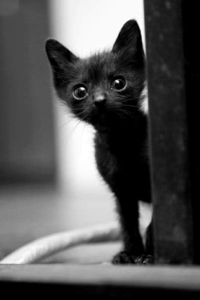 Cute Animals: Sooo black