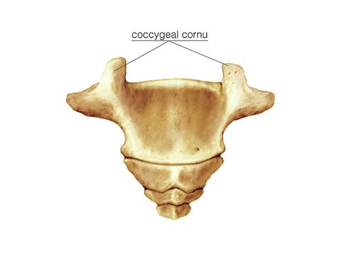 Coccyx Photograph by Asklepios Medical Atlas - Fine Art America