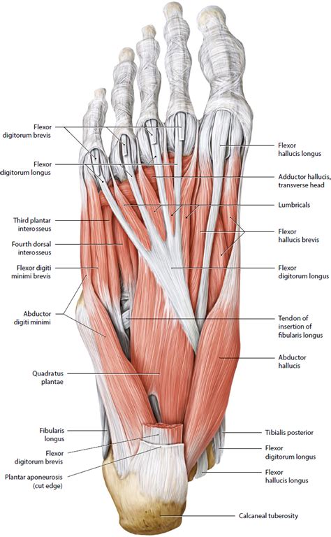 Plantar Foot Anatomy Diagram