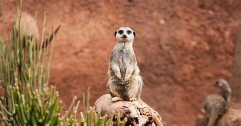 Meerkat Behaviour - AnimalBehaviorCorner