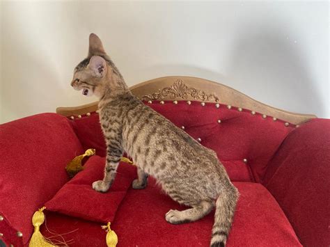 Kitty Egyptian Mau bronze color | Cattery SINDYCAT