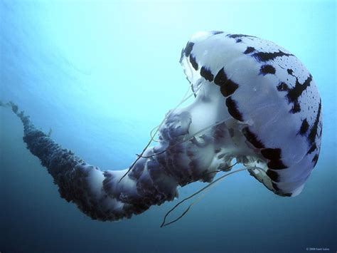 Vast Ocean: Chrysaora Colorata : jellyfish