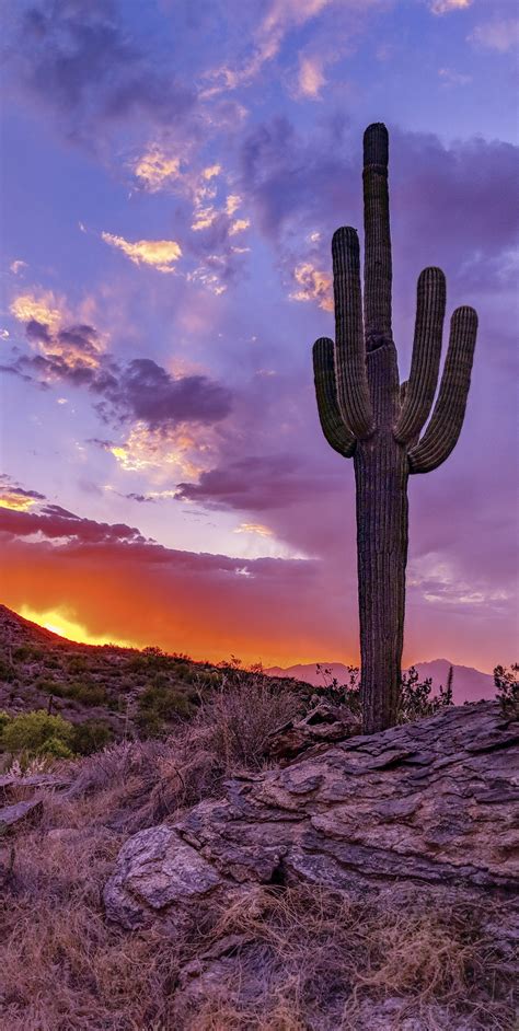 Sunset in Saguaro National Park, Arizona [OC] [2018x4012] : EarthPorn