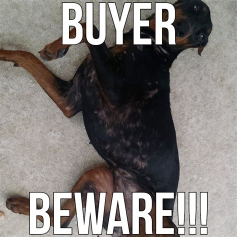 Lonestar Dobermans Meme | Doberman, Memes, Doberman puppy