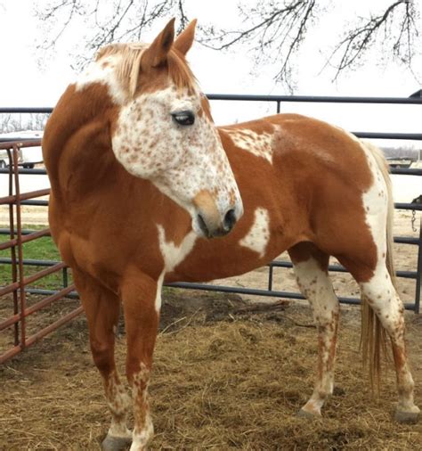 CHESTNUT WITH BELTON MARKS Trying to find out who he is | Unusual horse, Rare horses, Horses