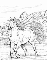 Horse Coloring Pages For Adults  Best Kids sketch template