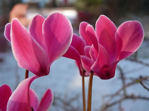 Significance Of The National Flower Guyana | Best Flower Site