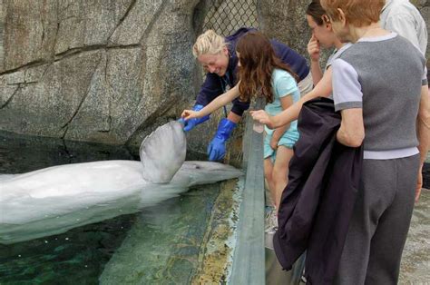 Mystic Aquarium, Seaport offer array of fun activies