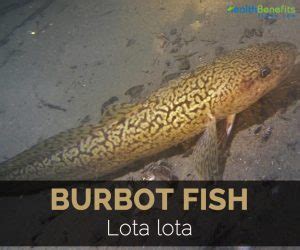 Burbot Fish Facts and Nutritional Value