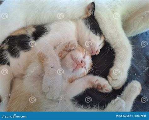 Cute Kitten Sleeping with Its Mother Stock Image - Image of mother ...