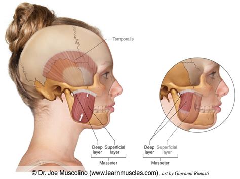 Masseter - Learn Muscles