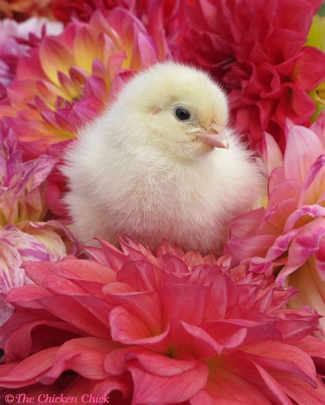 Wheaten Marans chick. | Baby chickens, Cute small animals, Chicken pictures