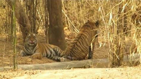 Science - Tiger Mating process (make love) - video dailymotion