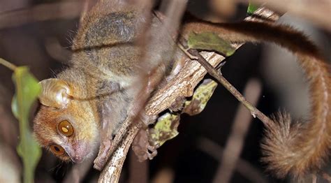 MADAGASCAN Tropical Dry Forest Mammals