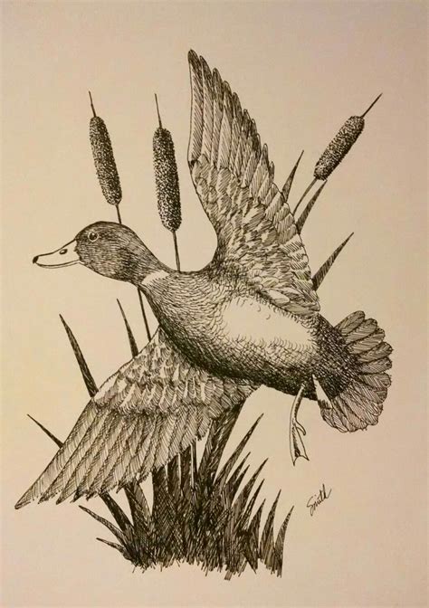 Drake Mallard Duck illustration in pen & ink. Hunting Drawings, Bird Drawings, Ink Pen Drawings ...