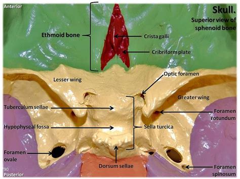 Multi-colored Skull, superior view of ethmoid and sphenoid bones with labels - Axial Skeleton ...