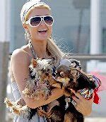 Las mascotas de Paris Hilton. - Noticias