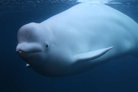 Beluga Wallpapers High Quality | Download Free