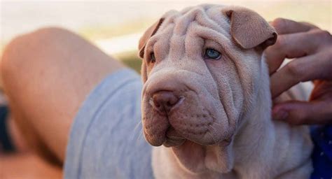 Shar Pei Temperament