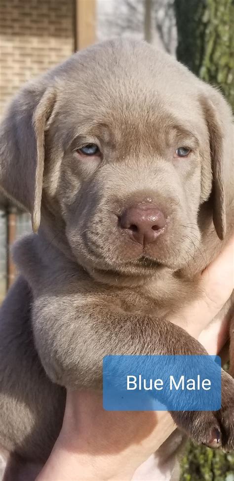 Pitbull Lab Mix Puppies For Sale California - Pitbull Dog