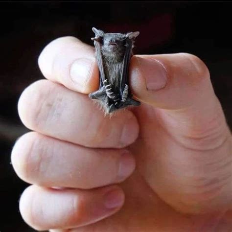 Bumblebee Bat - The World's Smallest Mammal | Bumblebee bat, Bat, Animal facts interesting