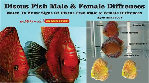 Discus Fish: Characteristics, care, varieties and more....