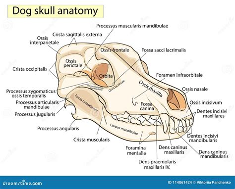 The Skull of a Dog. Structure of the Bones of the Head, Anatomical Design. in Latin Stock ...