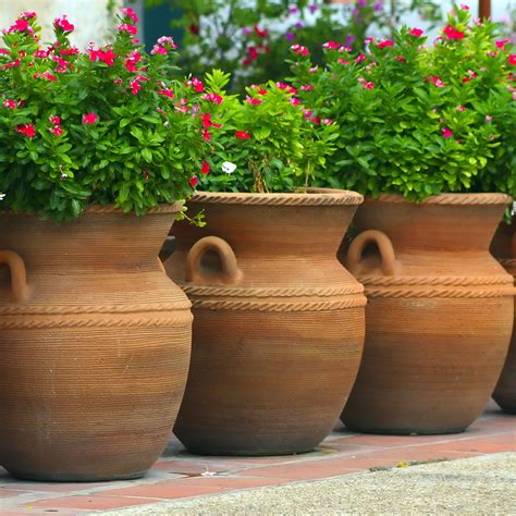 How to create a winter container David Domoney | Flower pots outdoor, Flower pot garden, Small ...