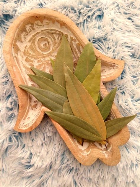 BAY LEAVES 50 Whole Bay Laurel Leaves - Etsy