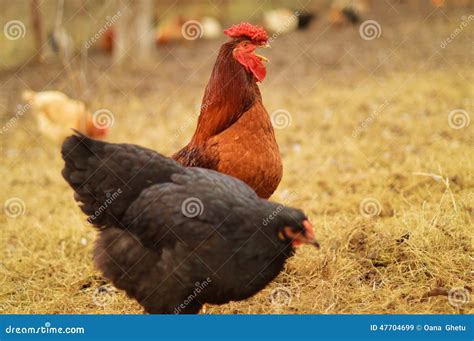 Rooster and hen stock image. Image of meat, farm, crest - 47704699