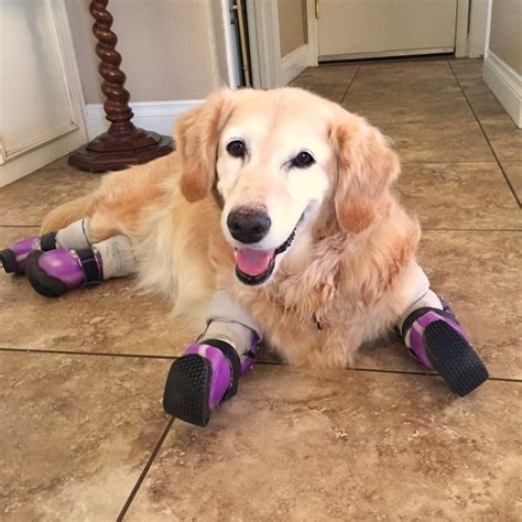 Therapy dog with 4 prosthetic legs wins Hero Dog awardhttps://fox61.com/2018/10/03/therapy-dog ...