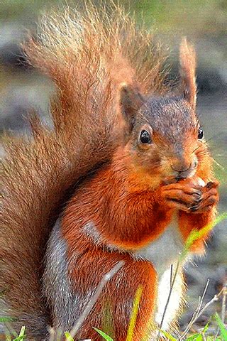 a red squirrel is eating something in the grass