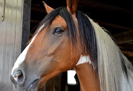 Royalty-Free photo: Horse's brown eyes | PickPik
