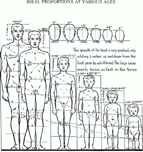 Proportions of the Human Figure : How to Draw the Human Figure in the ...