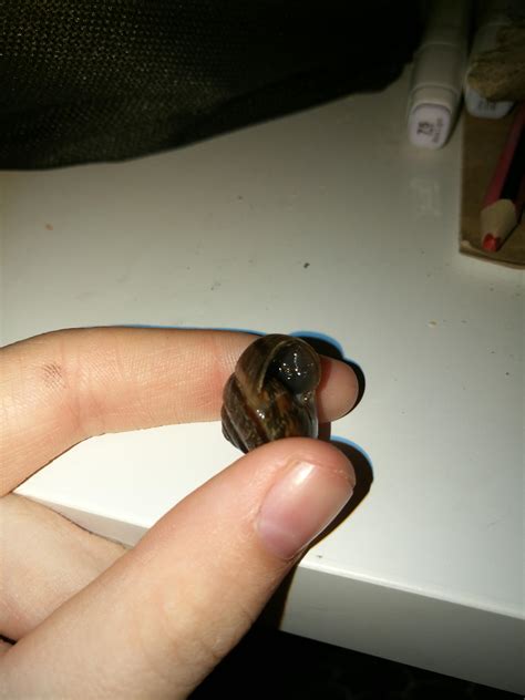 Is this deep retraction syndrome? I can't get him to get out of his shell. What do I do? : snails