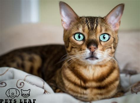 Bengal Cat Care: Brushing, Bathing, & Teeth Care | Pets Leaf