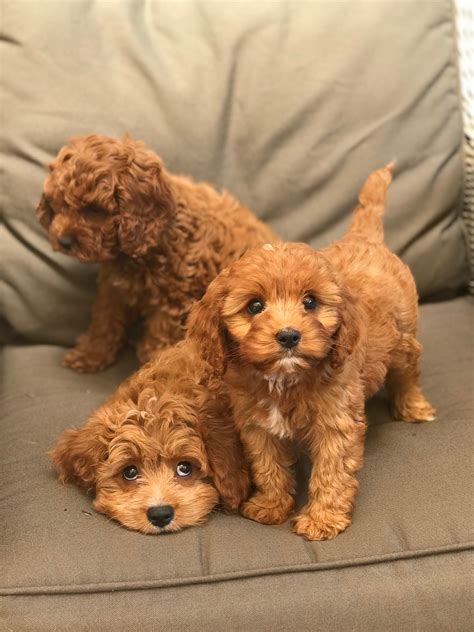 Cavoodle Puppies For Sale NSW & Toy Poodle Puppies For Sale NSW Sydney