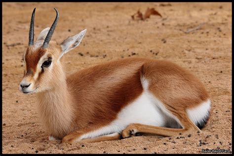 Saharawi Dorcas Gazelle (Gazella dorcas neglecta) | Дикие животные ...