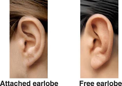 There are two types of Earlobes attached and free swinging they are inherited traits so they ...