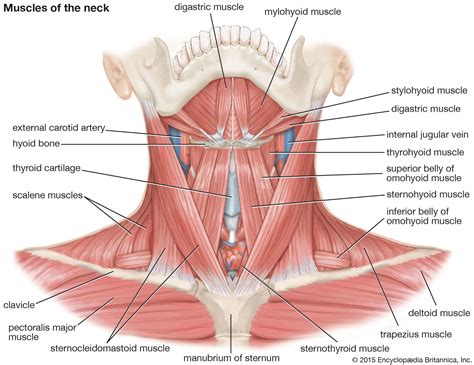 Cervical Muscle Anatomy