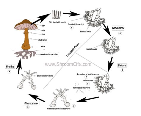 The Mushroom Life Cycle - Let's Grow Together!