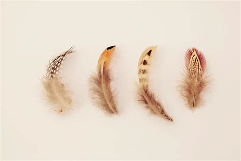 Feather Collection #1 - Feather Study Photography Photograph by Debra ...